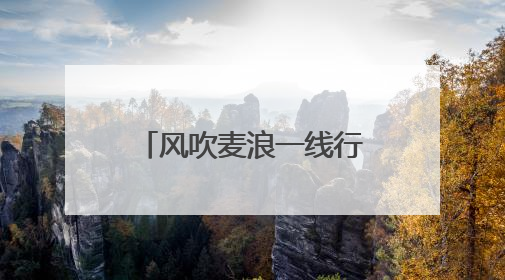 风吹麦浪一线行｜“马兰 1 号”：少浇一次水 多产一成粮